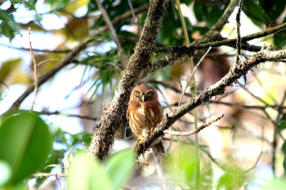 Andean Pygmy-Owl - ML614653252