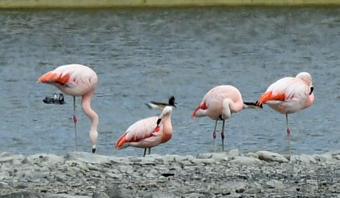 Chilean Flamingo - ML614653340