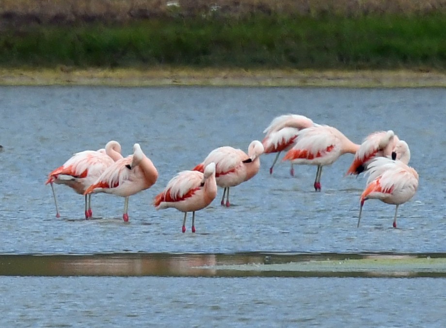 Chilean Flamingo - ML614653341