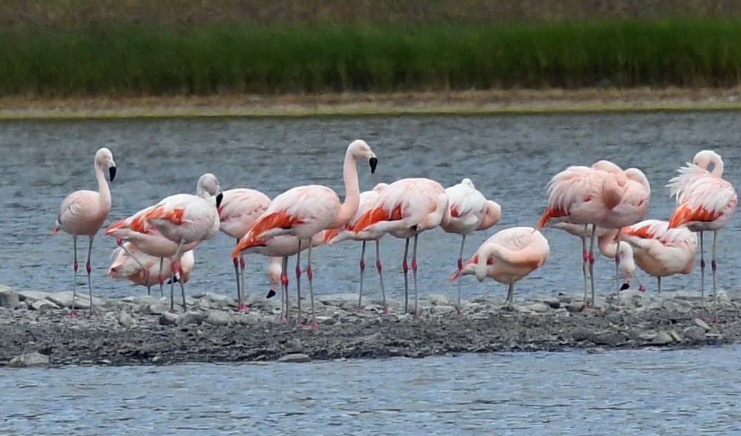 Chilean Flamingo - ML614653342