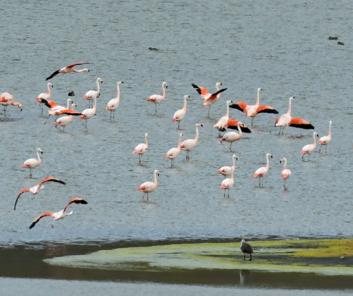 Chilean Flamingo - ML614653343