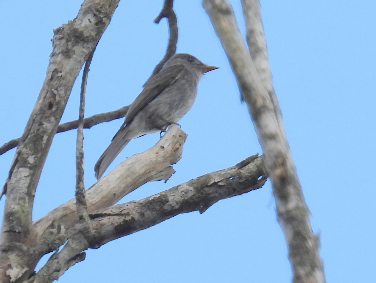 Southern Tropical Pewee - ML614653540