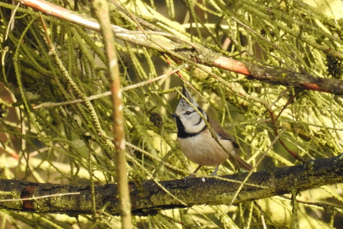 Crested Tit - ML614653638