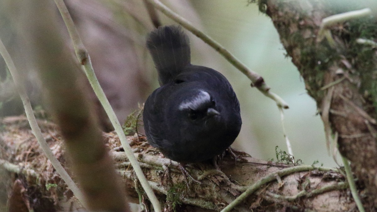 Silvery-fronted Tapaculo - ML614654091