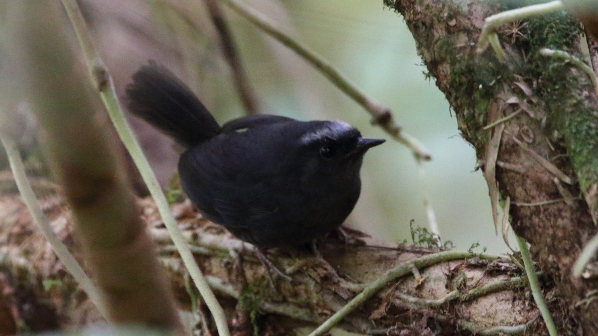 Silvery-fronted Tapaculo - ML614654092