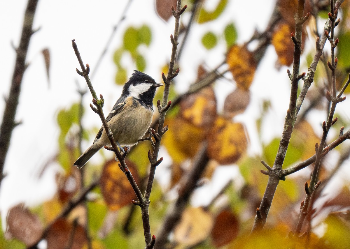Coal Tit (Continental) - Forest Botial-Jarvis