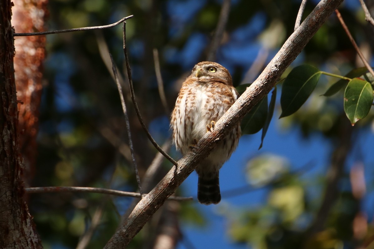 Cuban Pygmy-Owl - ML614654130