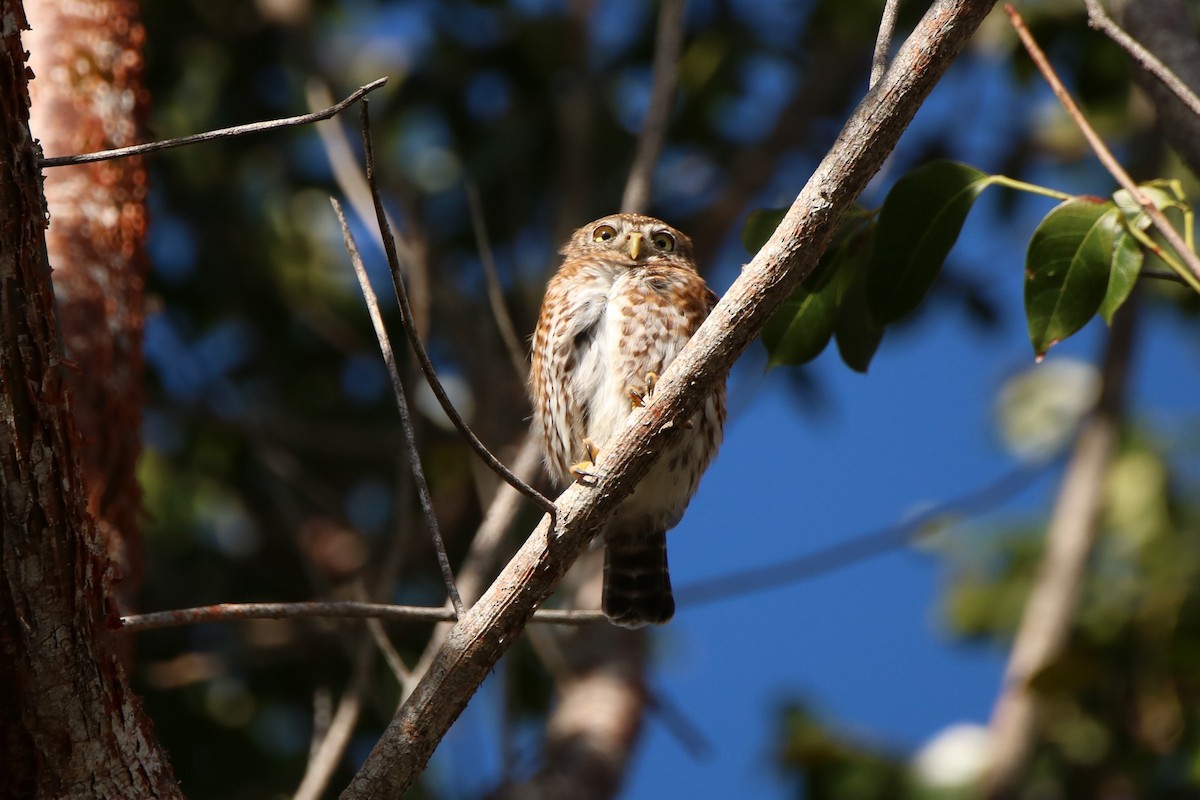 Cuban Pygmy-Owl - ML614654131