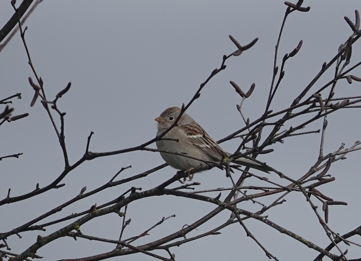 Field Sparrow - ML614654347