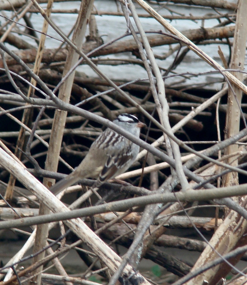 White-throated Sparrow - ML614654636