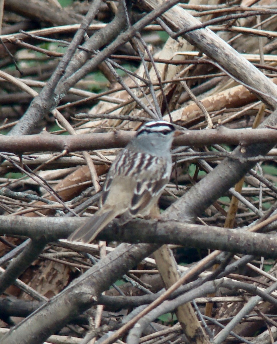 White-throated Sparrow - ML614654637