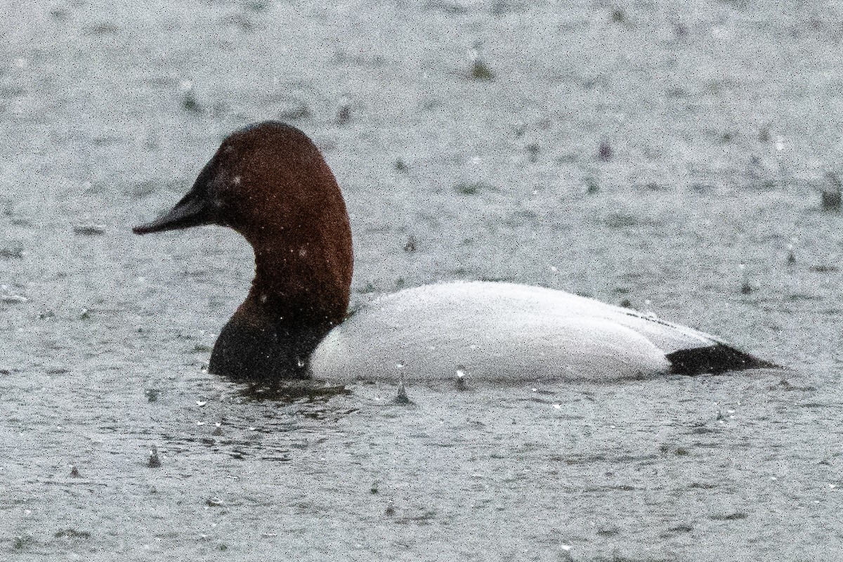 Canvasback - Mike Winck
