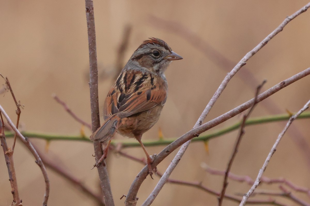 Swamp Sparrow - ML614654815