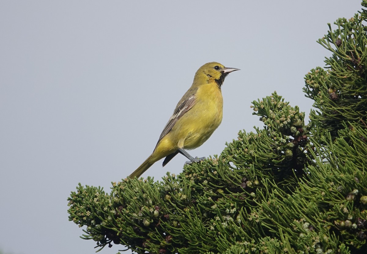Orchard Oriole - ML614654820