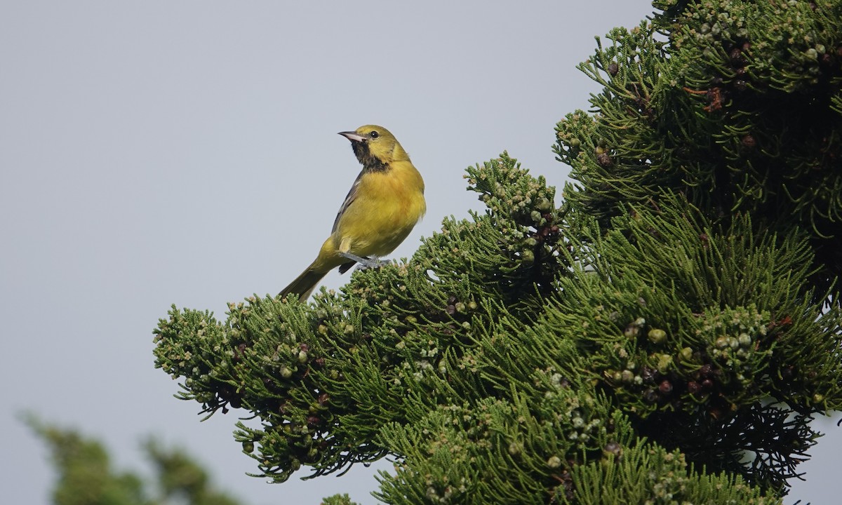 Orchard Oriole - ML614654825