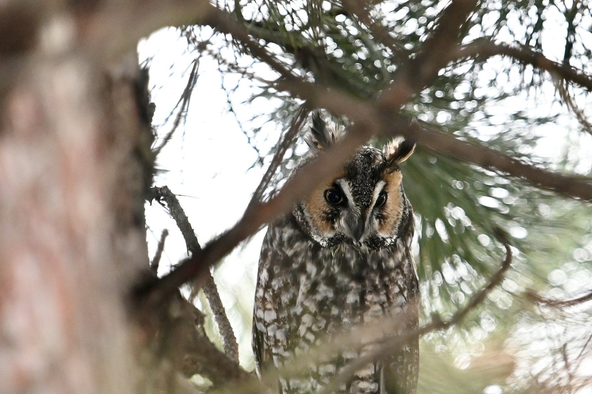 Long-eared Owl - ML614655574