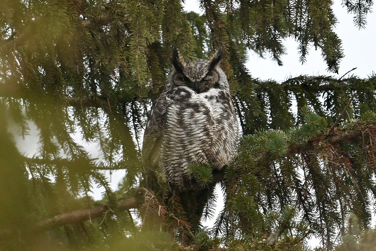 Great Horned Owl - ML614655585