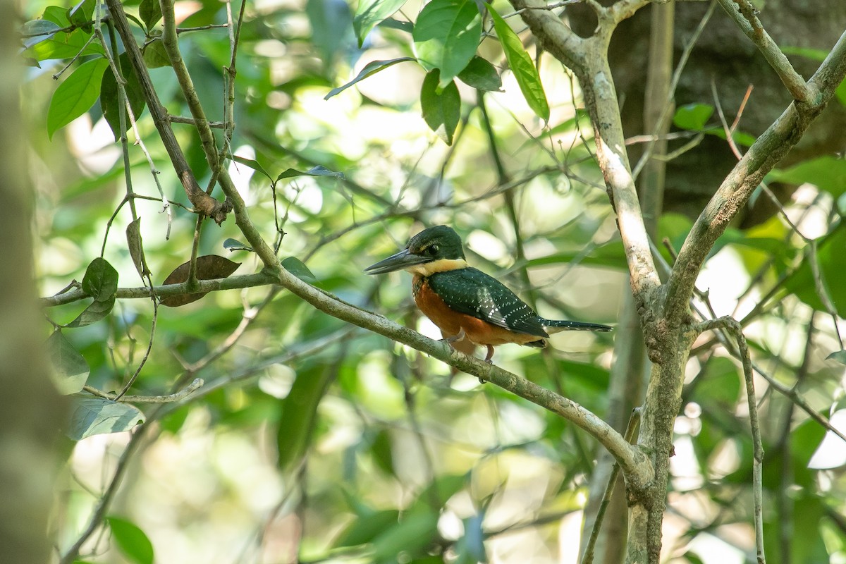 Green-and-rufous Kingfisher - ML614656097