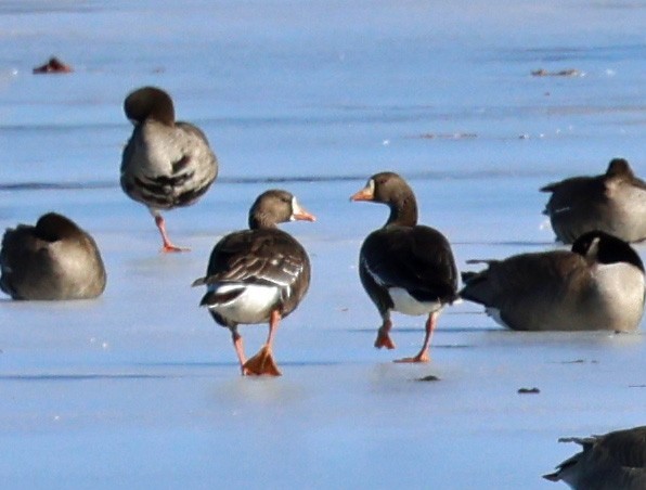 Greater White-fronted Goose - ML614656996