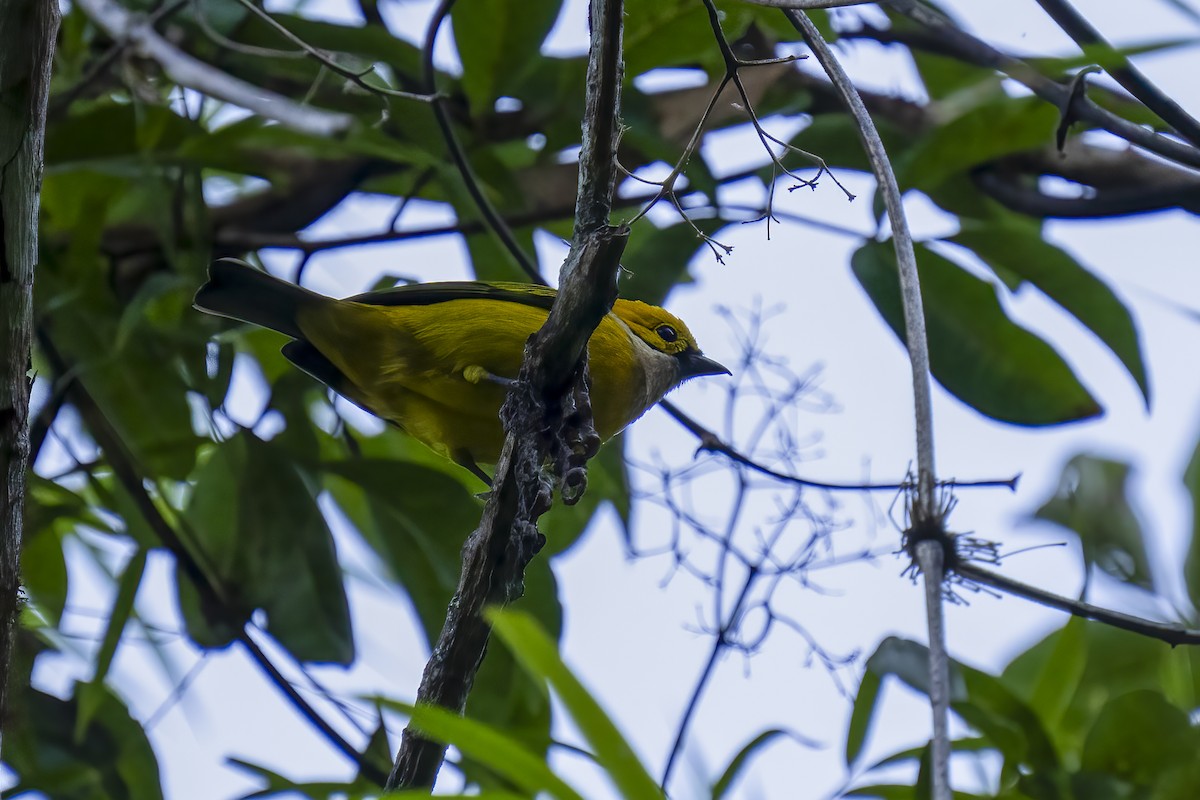 Silver-throated Tanager - ML614657102