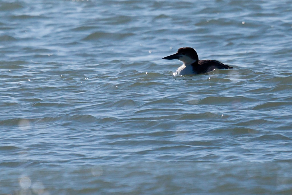 Common Loon - Louis Shackleton