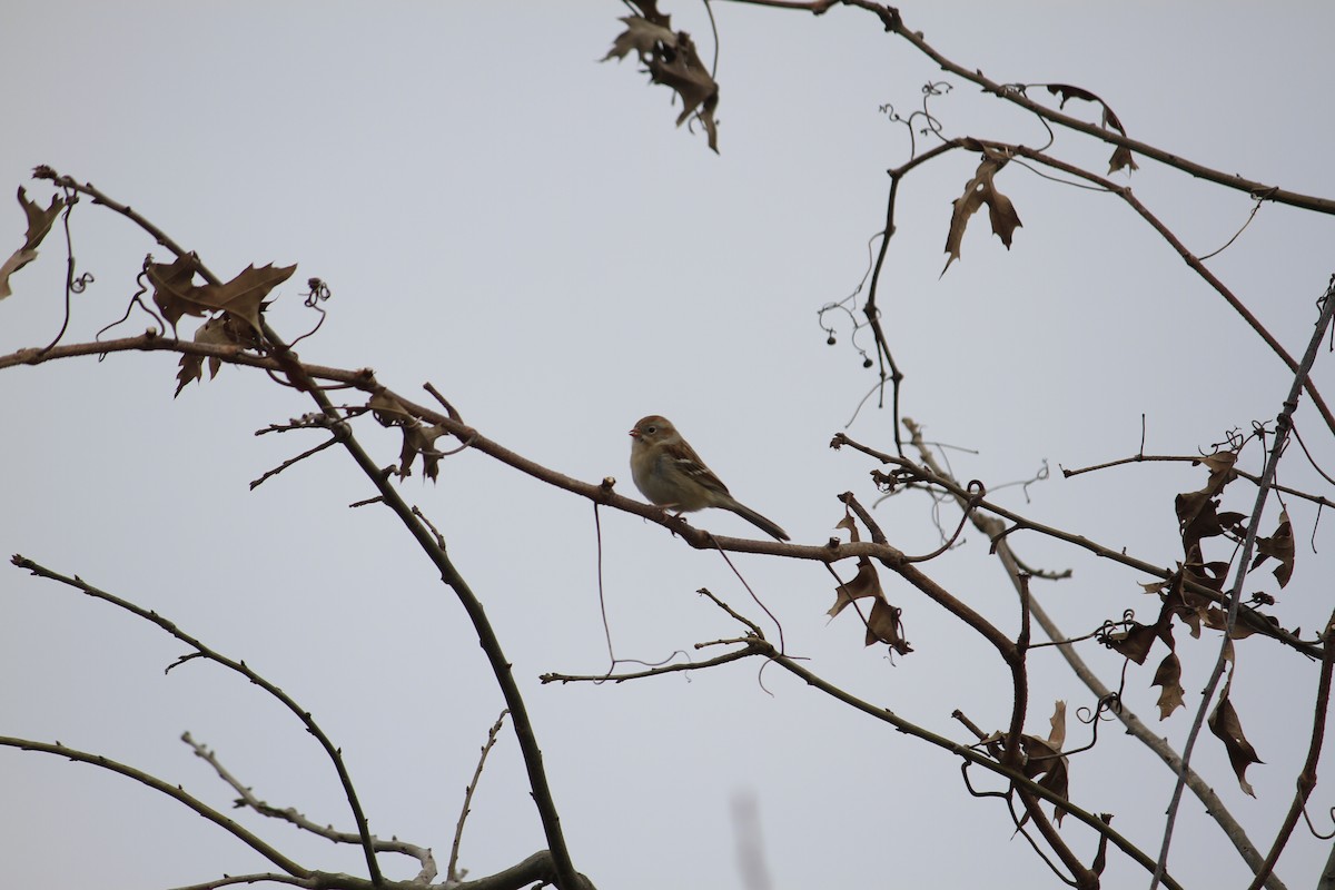 Field Sparrow - ML614657266