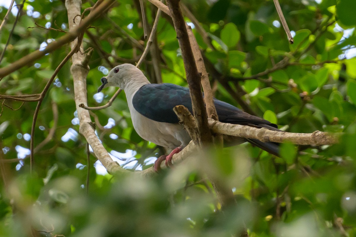 Spice Imperial-Pigeon - ML614657399