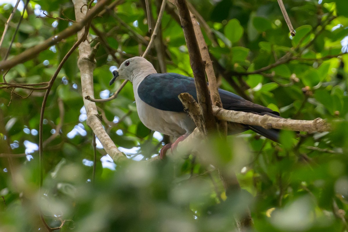 Spice Imperial-Pigeon - Stephen Davies