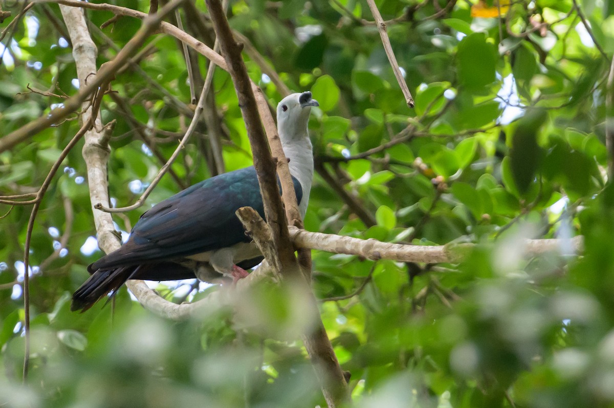 Spice Imperial-Pigeon - ML614657402