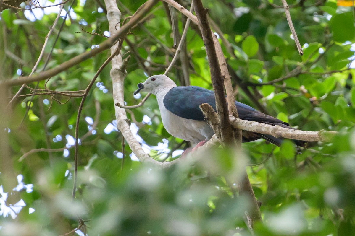 Spice Imperial-Pigeon - ML614657407