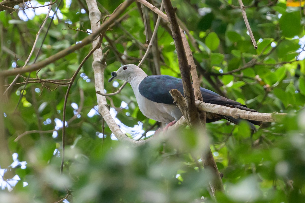 Spice Imperial-Pigeon - ML614657408