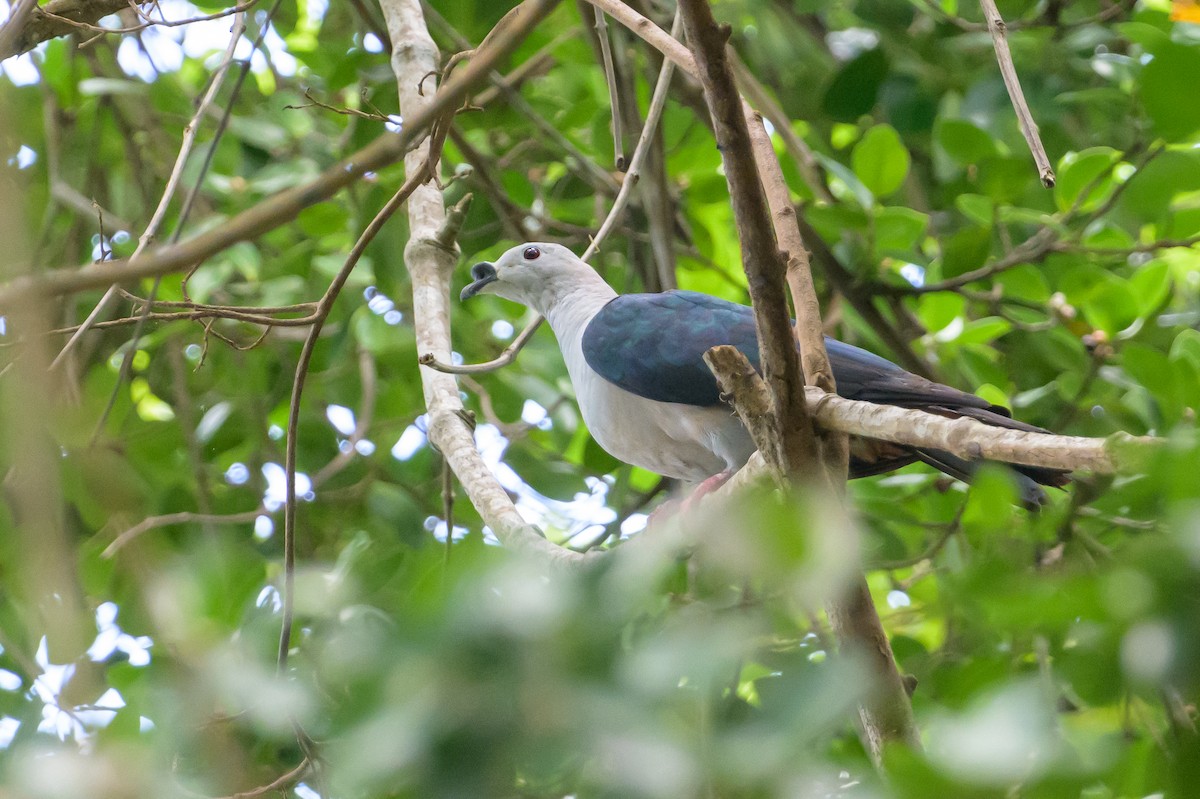 Spice Imperial-Pigeon - ML614657409