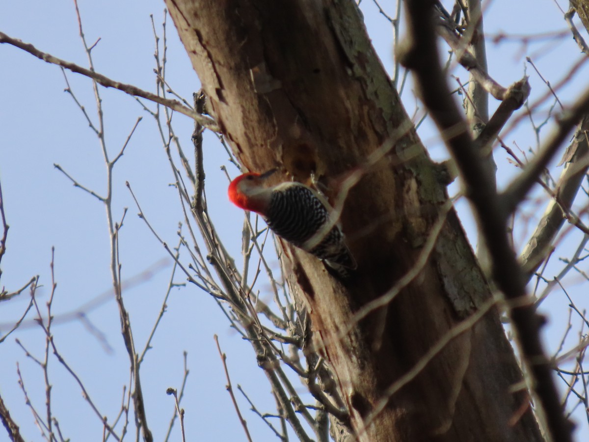 Red-bellied Woodpecker - ML614657436