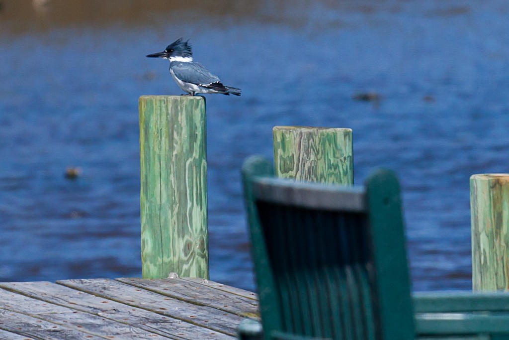Belted Kingfisher - ML614657472