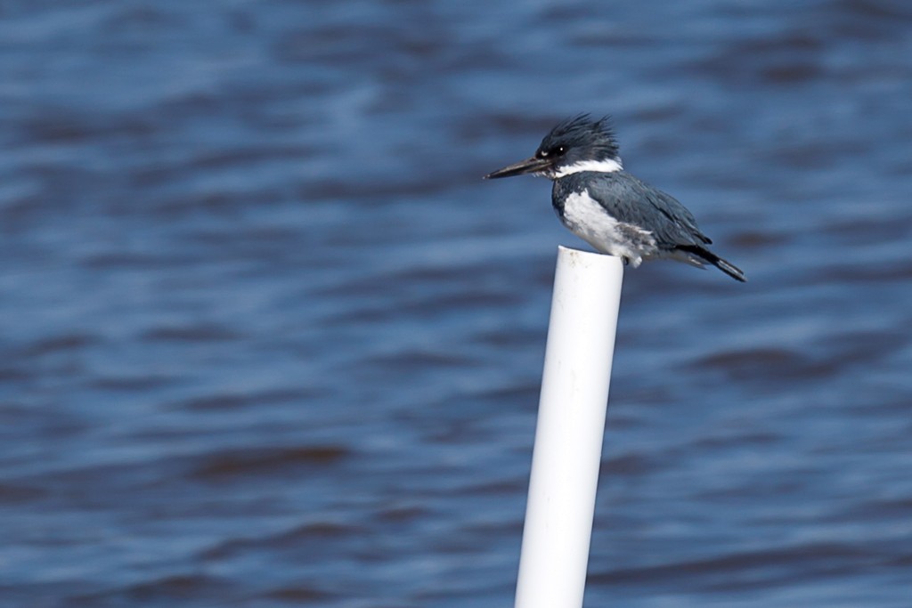 Belted Kingfisher - ML614657555