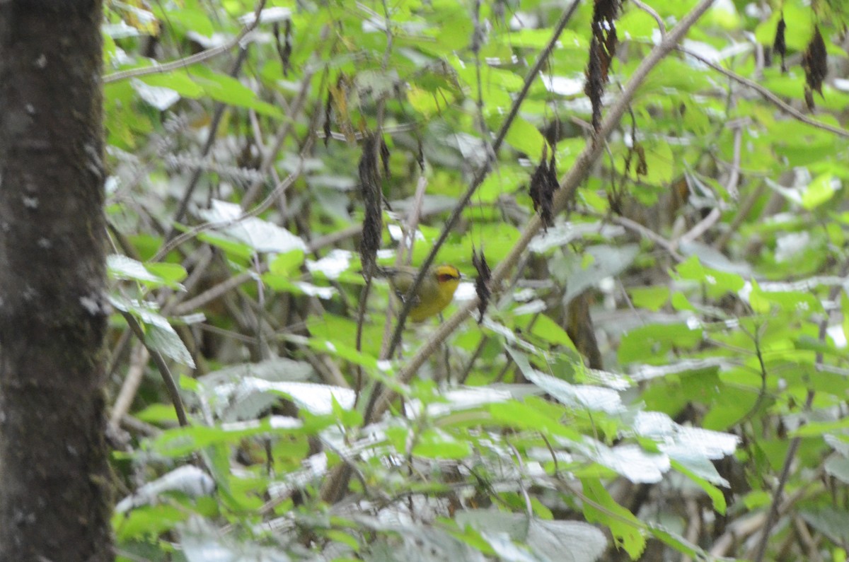 Golden-browed Warbler - ML614657599