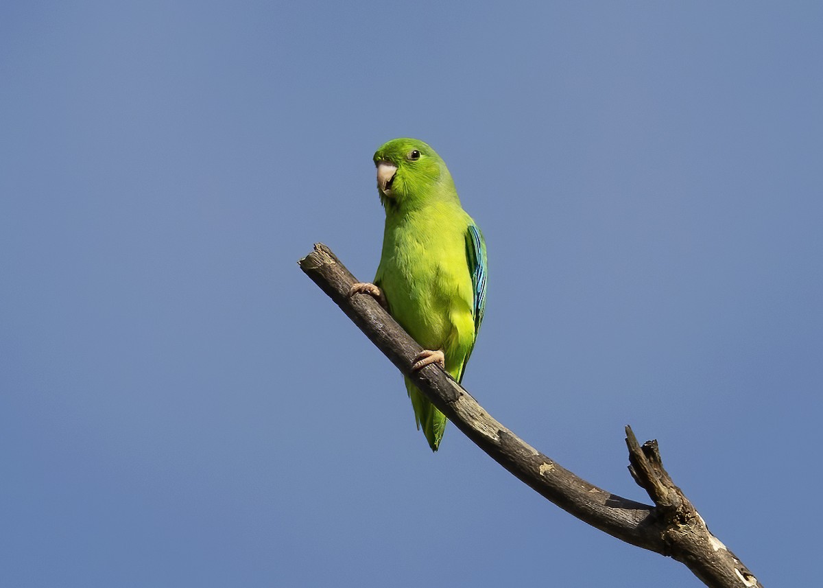 Turquoise-winged Parrotlet - ML614657648
