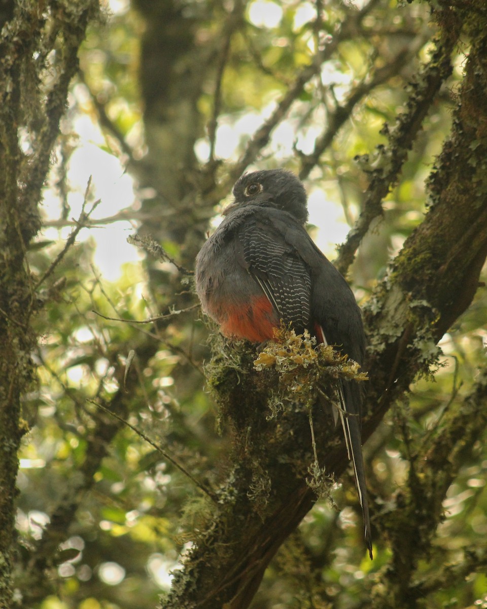 Surucua Trogon (Red-bellied) - Guillermo Andreo