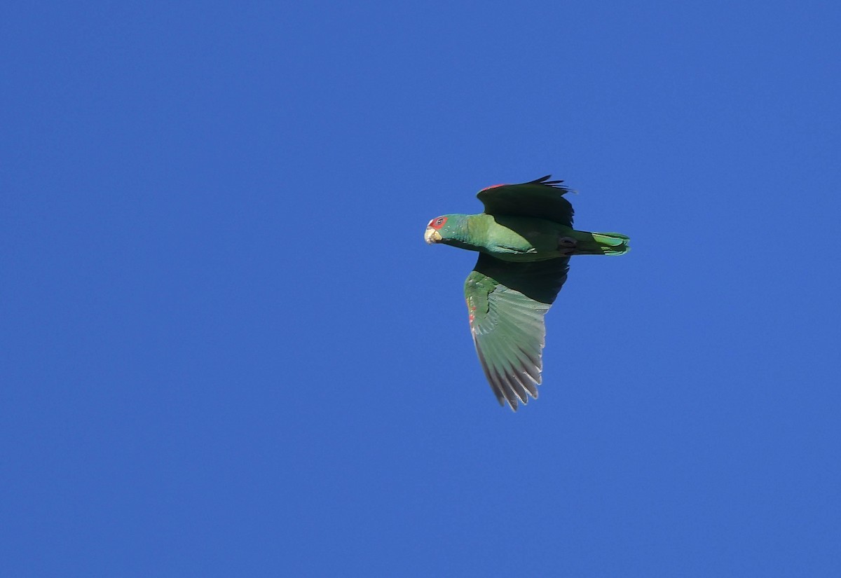 White-fronted Parrot - ML614657994