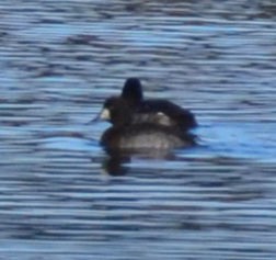 Lesser Scaup - Kerry Serl