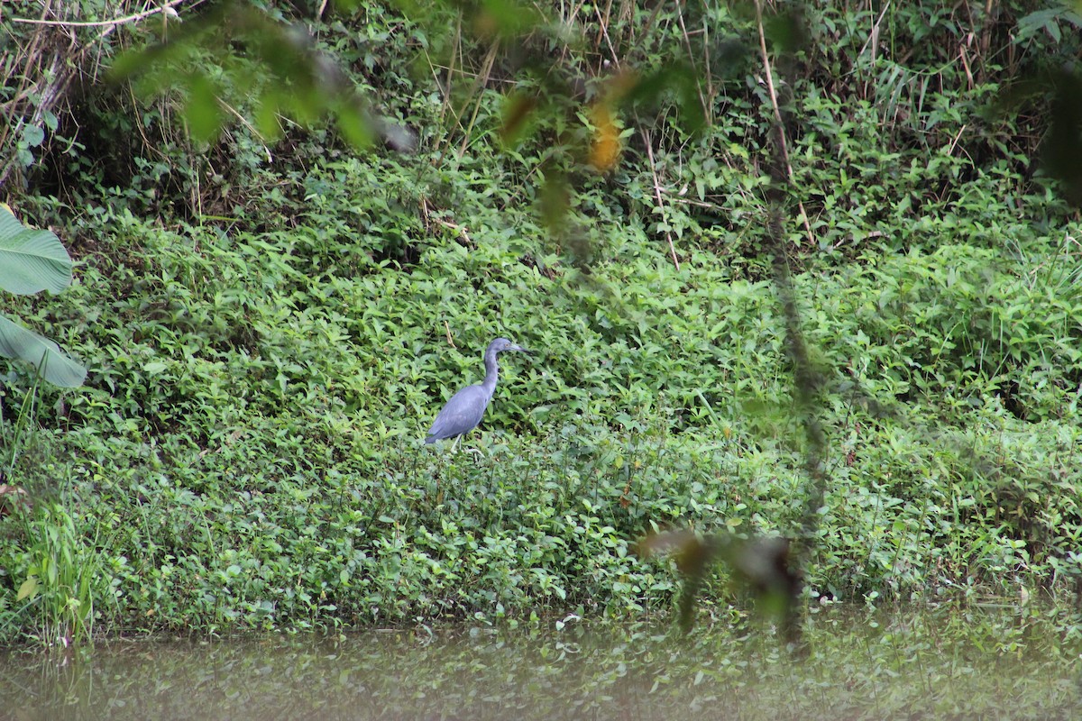 Little Blue Heron - ML614658163