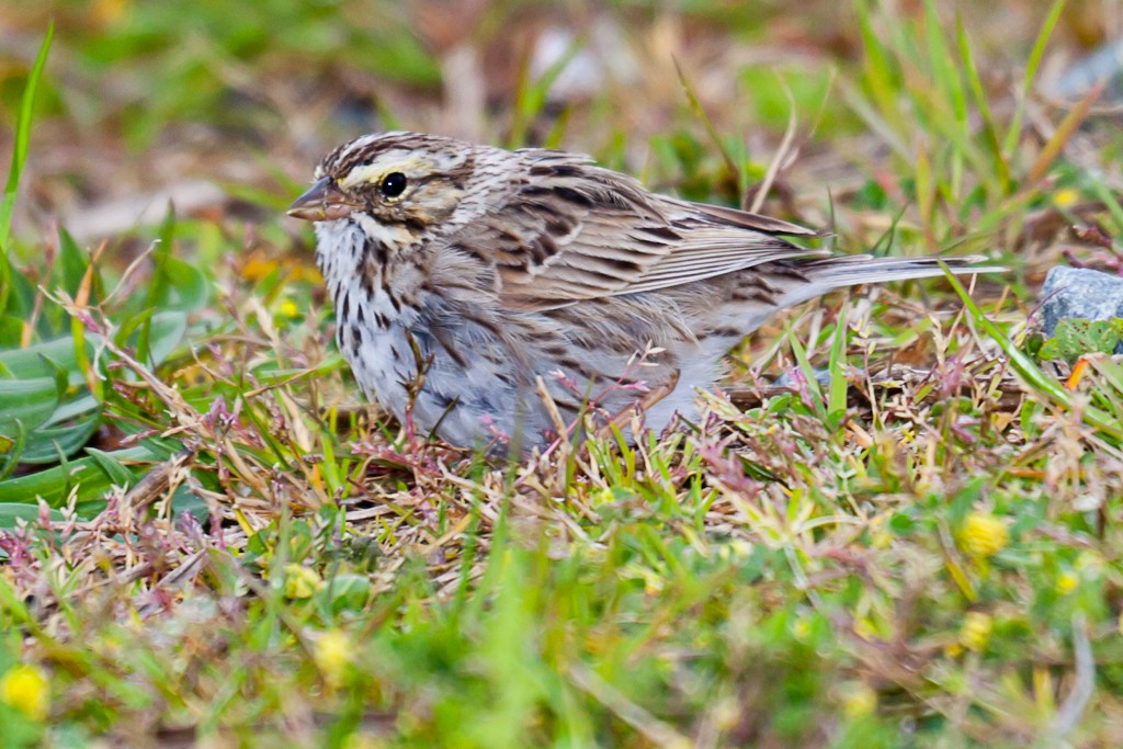 Savannah Sparrow - ML614658185