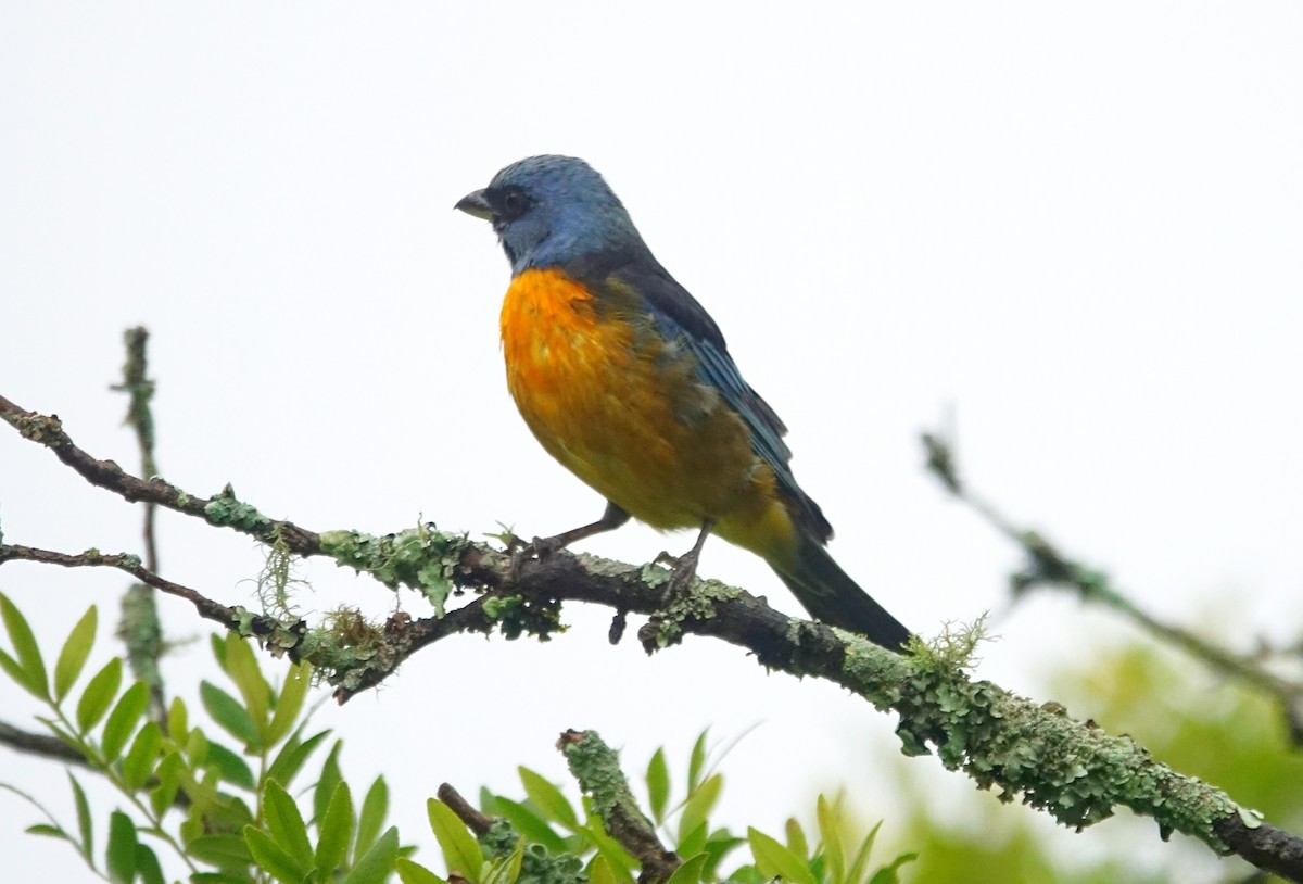 Blue-and-yellow Tanager - ML614658188