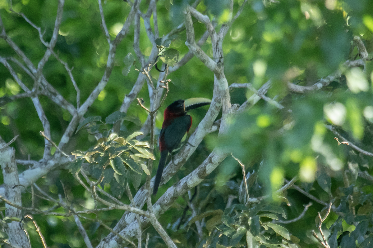 Red-necked Aracari (Western) - ML614658253
