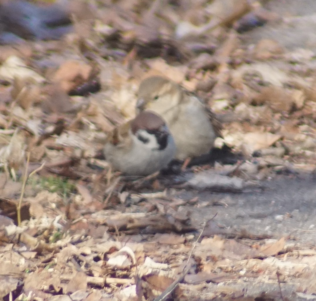 Eurasian Tree Sparrow - Mark Ross
