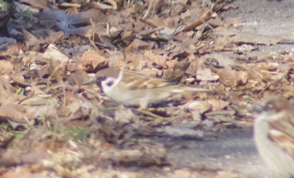 Eurasian Tree Sparrow - ML614658462