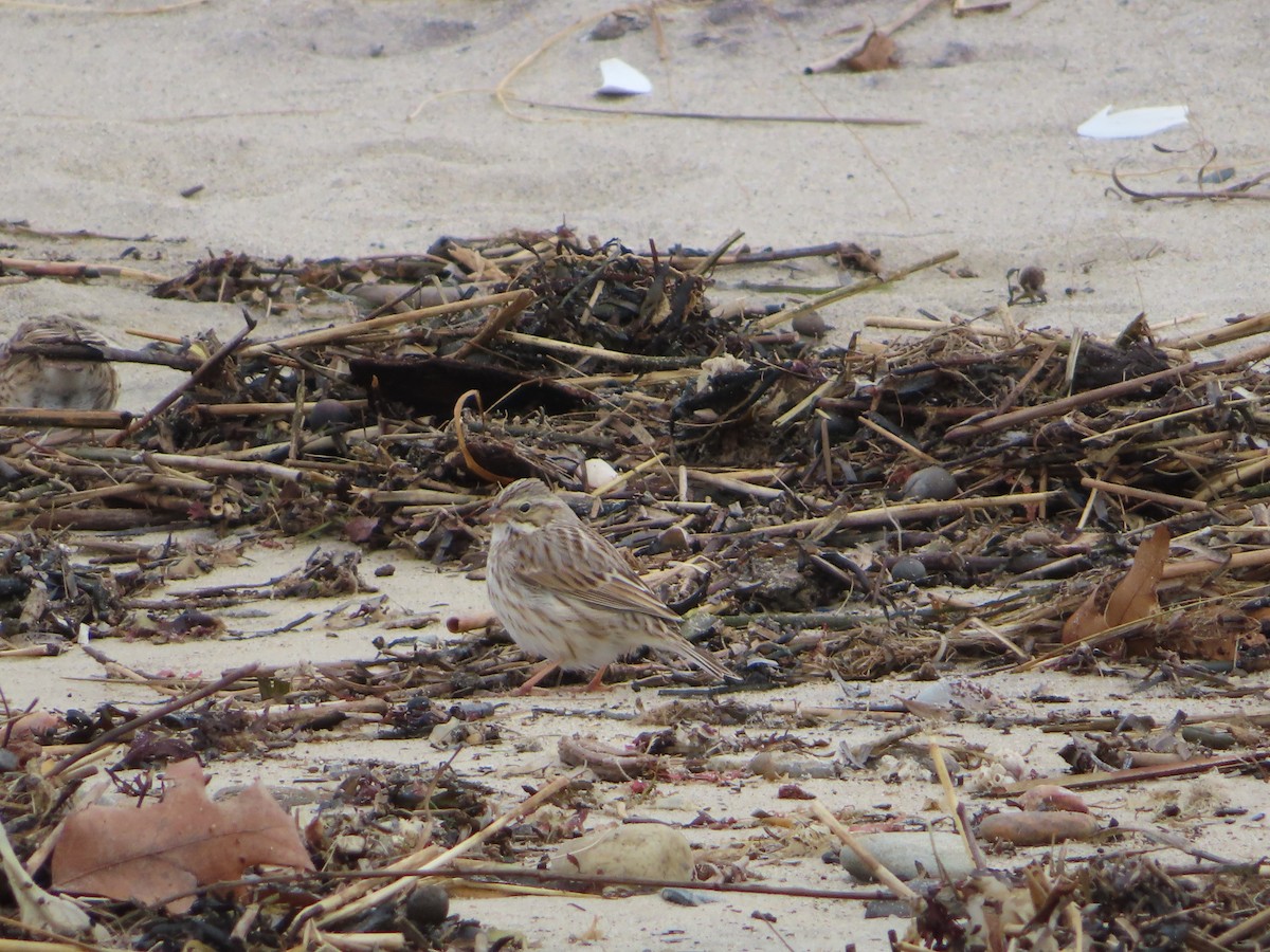 Savannah Sparrow (Ipswich) - ML614658494