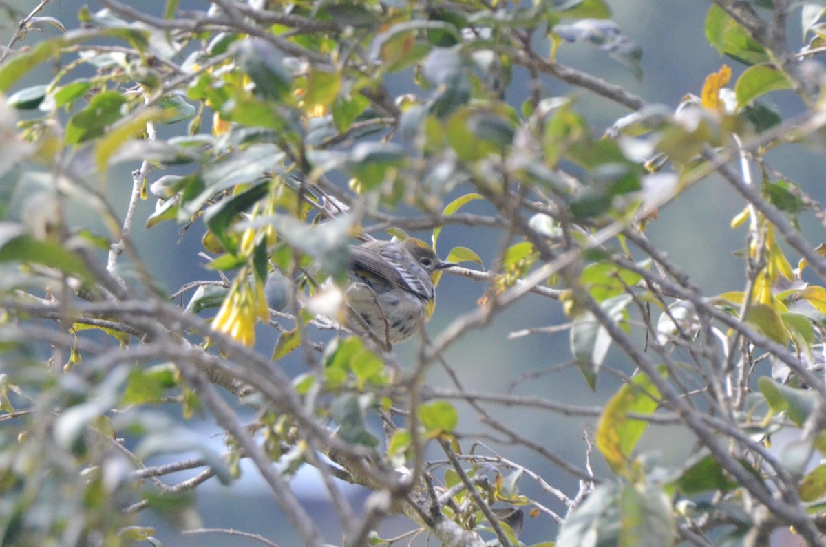 Yellow-rumped Warbler (Audubon's) - ML614658623