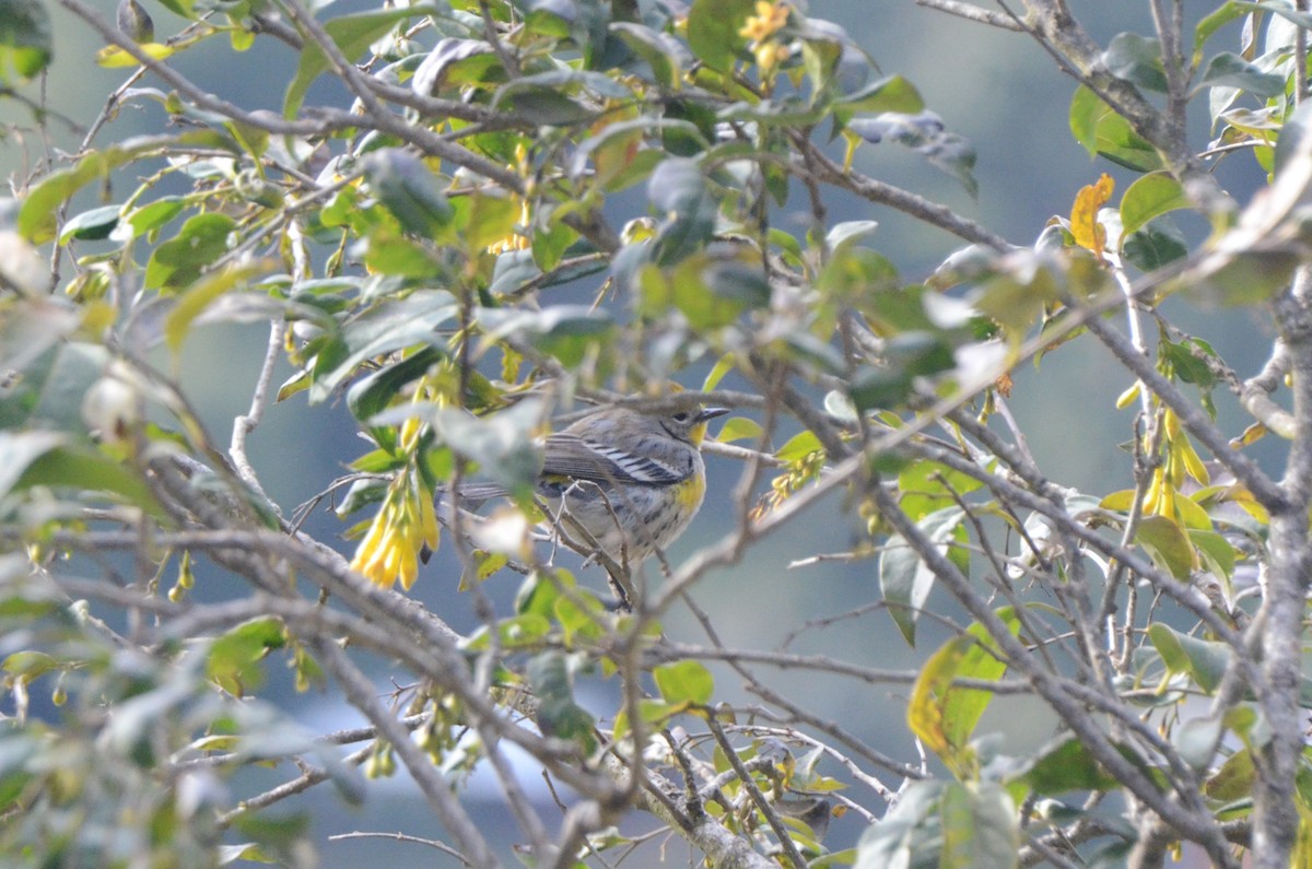 Yellow-rumped Warbler (Audubon's) - ML614658681