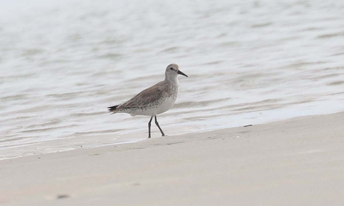 Red Knot - ML614658728